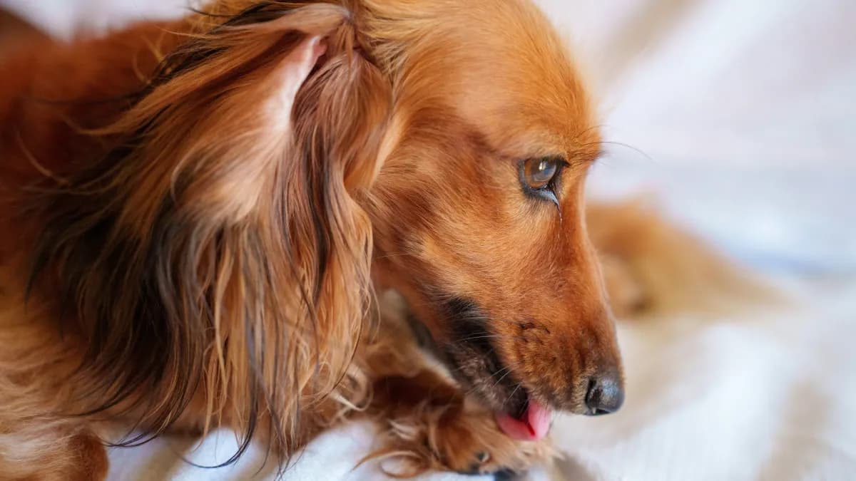 Dermatite em cães: sintomas e tratamentos