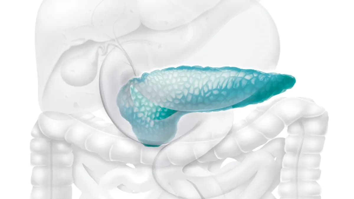 Caneta mensal reduz gordura no sangue e previne pancreatite