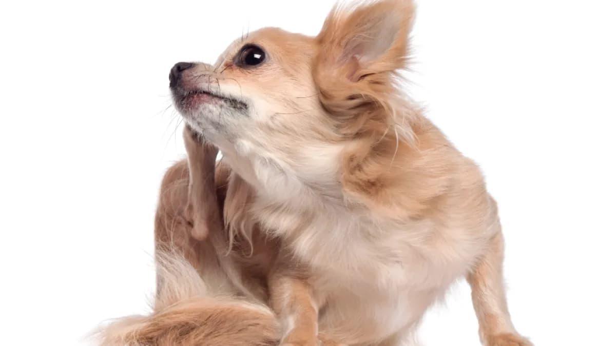 Dermatite atópica canina: novo tratamento chega ao Brasil