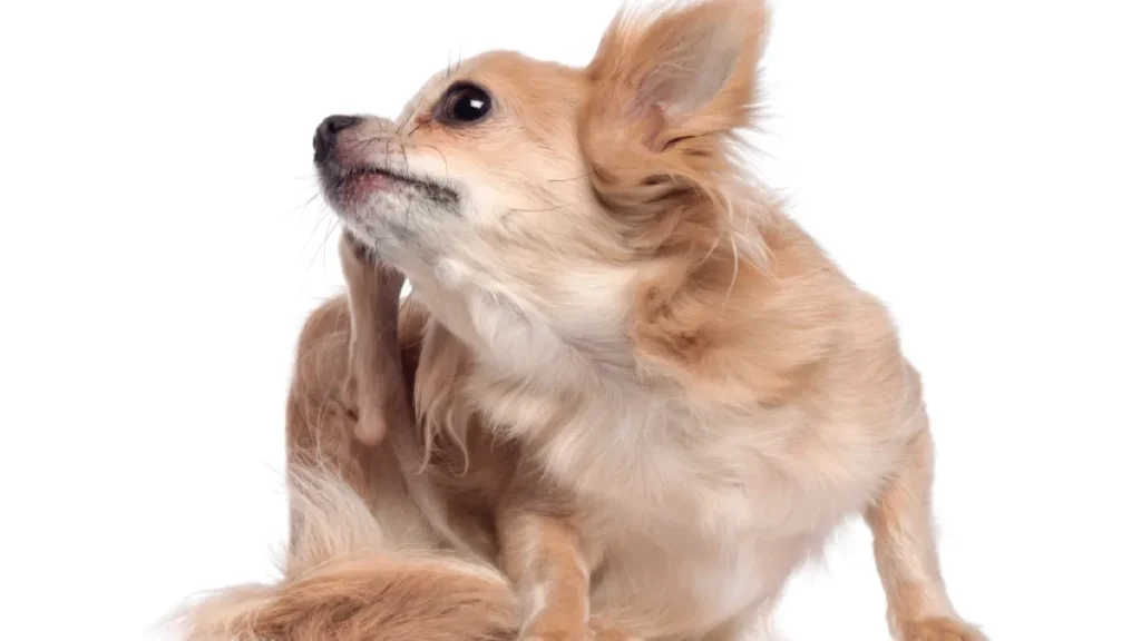 Dermatite atópica canina: novo tratamento chega ao Brasil